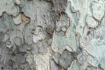 beautiful close-up of sycamore wood texture. Designer background with space for text.