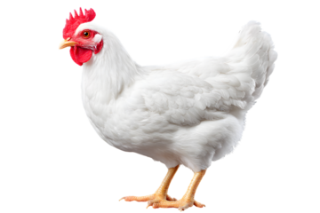 Pure white chicken stands proudly, showcasing pristine feathers and vibrant red comb, perfect for farm, food, or health concepts.