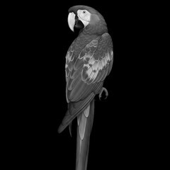 Vibrant scarlet macaw parrot perched elegantly isolated on transparent background