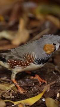 A male Golden Bowerbird, native to Australia, gathers nesting material. The bird is building a bower to attract a mate. Bowerbirds are known for their unique courtship behavior.