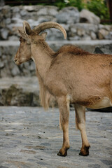 Barbary sheep standing sideways on stone ground at Belgrade Zoo. Side view portrait.