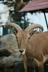 Fototapeta premium Barbary sheep closeup with large horns standing in Belgrade Zoo enclosure. Side view portrait.
