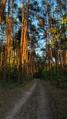 Sunset forest walk among pine trees, warm orange sun rays falling on trees and forest trail, wild forests of Poland, Europe