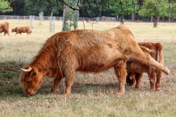 Highland Cow and Calf in Meadow