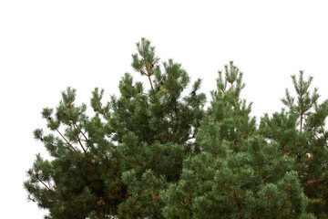 green pine tree isolated on white or transparent png