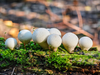 Unique cluster of mushrooms growing on a moss-covered log in a forest setting during daytime in nature