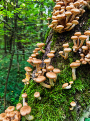 Mushrooms growing on a mossy tree trunk in a lush forest during daylight