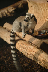 Ring-tailed lemur sitting on wooden log at Belgrade Zoo, looking alert near food bowl.