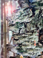 Close-up view of weathered tree bark in a sunlit forest setting during early morning