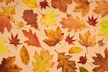 Autumnal collection of colorful leaves