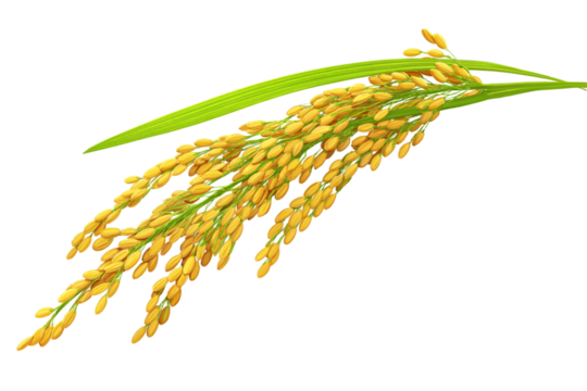 Organic paddy rice, ear of paddy, ears of Vietnam jasmine rice. PNG transparency.