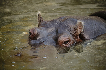 Hippopotamus resting with head above water in a Belgrade zoo pond. Close up front view.