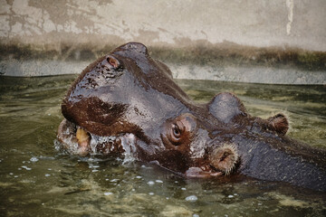 Hippopotamus lifting head and opening mouth in the zoo water pool. Belgrade zoo.