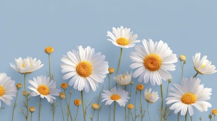 A stunning border banner showcases delicate chamomiles on a soft blue backdrop, perfect for adding a touch of nature and elegance to design projects with copy space