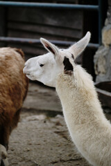 Fototapeta premium White llama standing in profile view inside the zoo enclosure. Belgrade zoo animals.