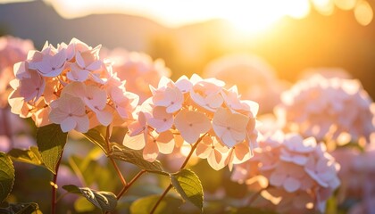 Delicate pink hydrangea blossoms bathed in warm sunset light, showcasing a serene garden scene.
