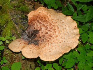 Mushroom growing on a dead tree trunk surrounded by lush green leaves