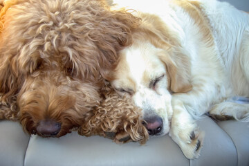 Front view of two dogs sleeping next to each other resting their heads on their paws. Golden doodle dog sleeping