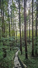 Stone water channel in forest 숲속의 돌 수로