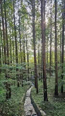 Stone water channel in forest 숲속의 돌 수로