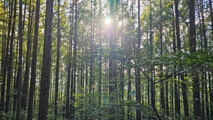 Sunlight through forest trees 숲 속 나무 사이로 비치는 햇살