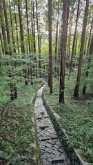 Stone water channel in forest 숲속의 돌 수로