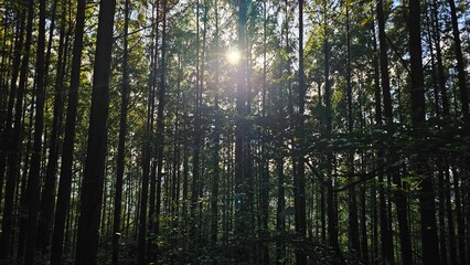 Sunlight through forest trees 숲 속 나무 사이로 비치는 햇살