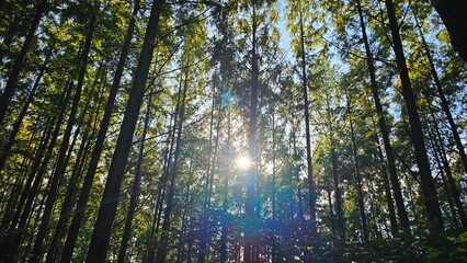 Sunlight through forest trees 숲 속 나무 사이로 비치는 햇살