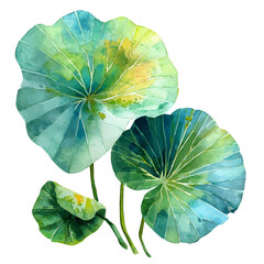 Water lily leaf painting, My Watercolor, hand-painted lotus leaves. Floral painting illustration isolated on a white background, vector illustration, EPS format design. vector illustration