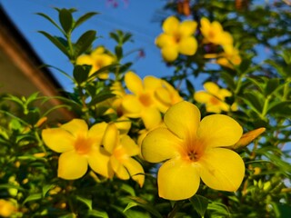 Allamanda cathartica flower in the morning	