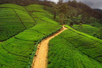 Scenic Pathway Through Green Tea Plantations in Sri Lanka's Nuwara Eliya