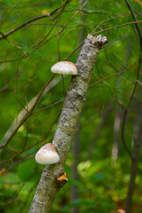 Mushrooms growing on a dead tree branch in the forest with lush green foliage. . Close up view of a mushroom in the wild