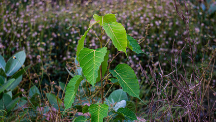 Ficus religiosa tree also known as Peepal tree in front of flower plants in bokeh background