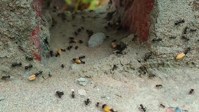 Time-lapse of Lasius Niger Ants Carrying Food to Colony