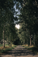 Fototapeta premium Dark forest path on a rainy autumn day