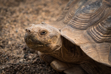 Obraz premium Portrait of a giant tortoise with an angry expression