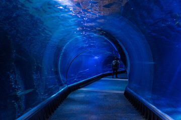 Glass tunnel in an aquarium, underwater pathway