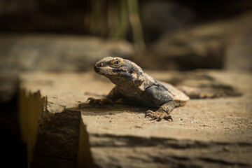 Close-up of a brown iguana on a dark background