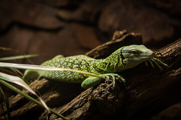 Close-up of a green iguana on a dark background