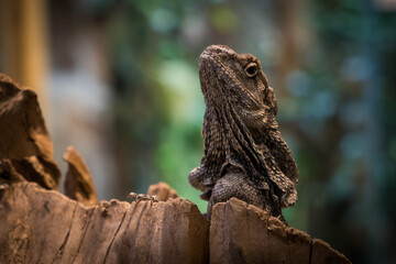 Close-up of a brown iguana on a dark background