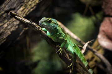 Close-up of a cute green lizard resting on a branch