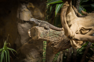 Close-up of a cute lizard resting on a branch