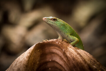 Close-up of a cute green lizard resting on a branch