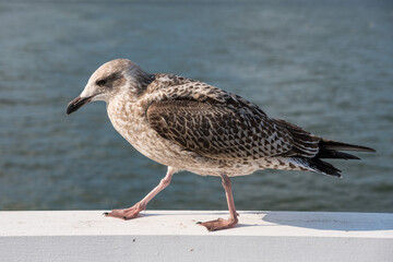 Obraz premium Seagull perched on a white railing