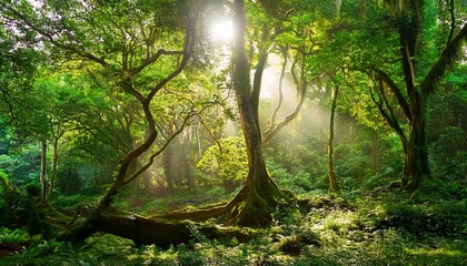 lush forest with dense foliage and sunlight filtering through the canopy trees green landscape