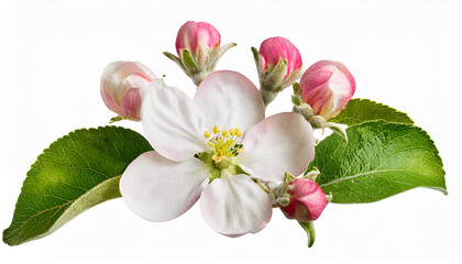 Naklejka premium Apple Tree Flowers And Buds Isolated On White Or Transparent Background
