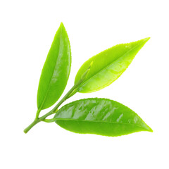 Obraz premium Fresh green tea leaves isolated on transparent background PNG