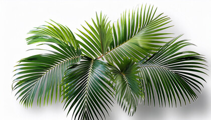 Fototapeta premium Tropical Palm Leaf Isolated White And Transparent Background