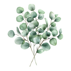 Obraz premium Watercolor eucalyptus branch illustration, soft green round leaves, minimal botanical art for wedding, invitation, card, modern nature-inspired decor, spring and summer background