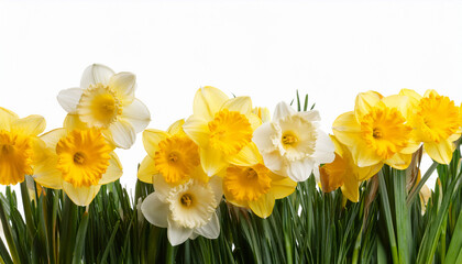 Obraz premium Daffodils Decor On Transparent Background